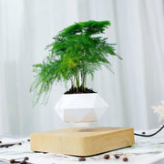 Levitating Air Bonsai Pot - HOW DO I BUY THIS