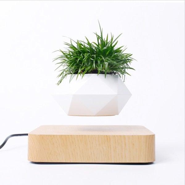 Levitating Air Bonsai Pot - HOW DO I BUY THIS Hit Modern / Light wood base / EU Plug